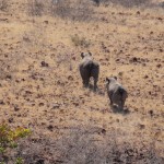 weglaufende Hintern - mal wieder